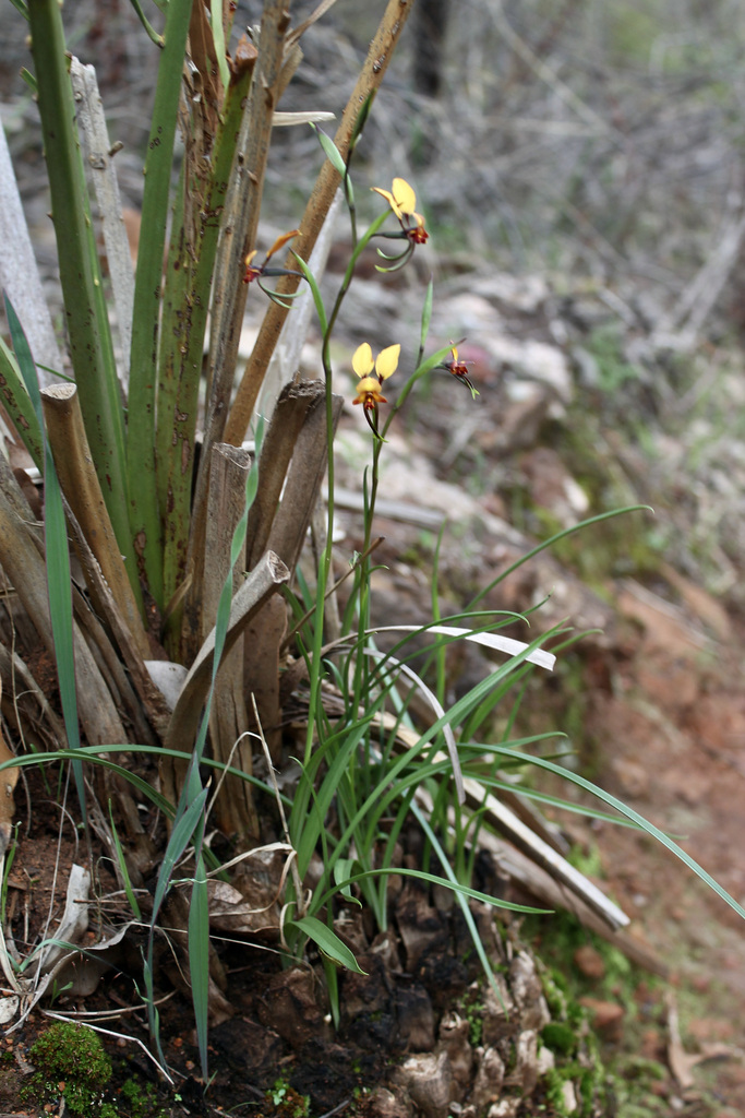 Diuris brumalis