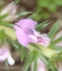 Muraltia ericifolia