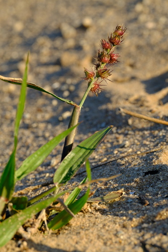 Cenchrus brownii observed 2024-06-29