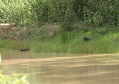 Asarcornis scutulata