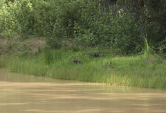 Asarcornis scutulata