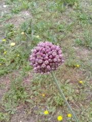 Allium polyanthum
