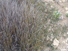 Hypodiscus procurrens