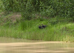 Asarcornis scutulata