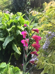 Gladiolus communis byzantinus