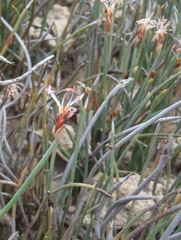 Hypodiscus procurrens