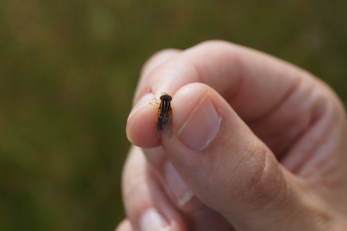 Striped Swamp Fly, photo 3 of 10