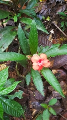 Nautilocalyx erytranthus