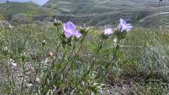 Linum lanuginosum