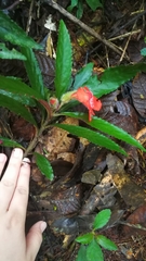 Nautilocalyx erytranthus