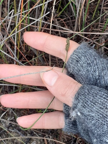Image of Comb Fern (Schizaea fistulosa) by (c) Angus Campbell, some rights reserved (CC BY)