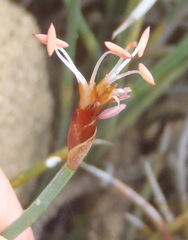 Hypodiscus procurrens