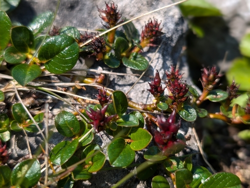 Barrens Willow (Salix jejuna)