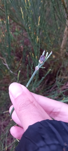 Contarinia scoparii