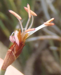 Hypodiscus procurrens