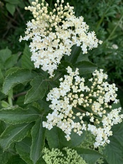 Sambucus nigra