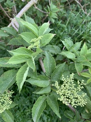 Sambucus nigra