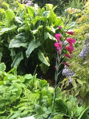 Gladiolus communis byzantinus