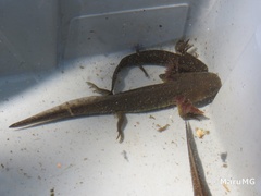 Ambystoma velasci