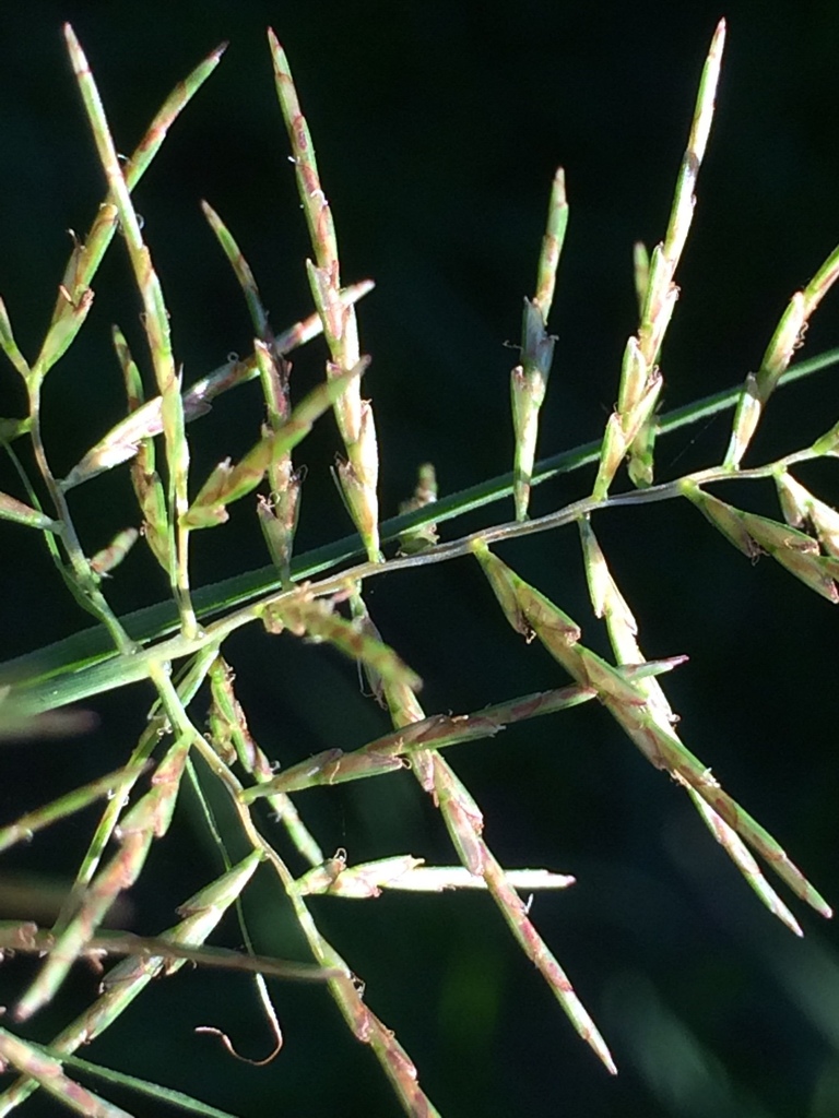 Slender cyperus