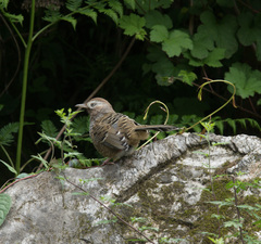Barred Laughingthrush photo 5