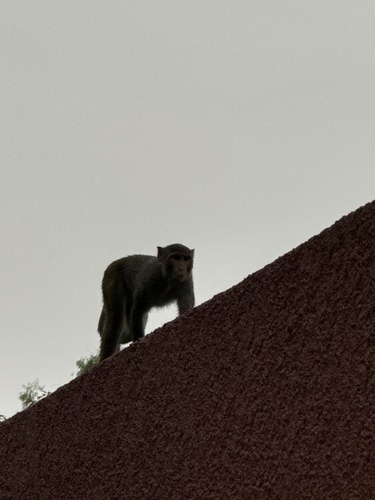 Rhesus Macaque