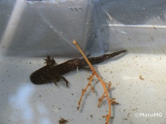 Ambystoma velasci