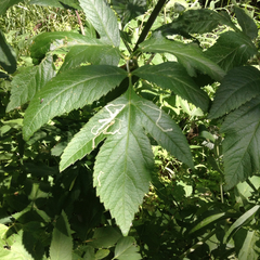 Angelica atropurpurea