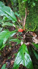 Philodendron wittianum