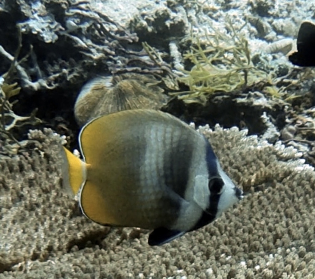 Sunburst butterflyfish
