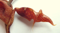 Gongora meneziana