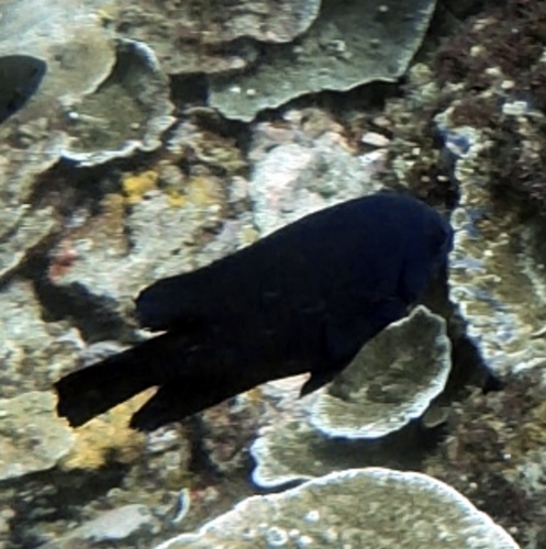 Black Damsel (Neoglyphidodon melas)