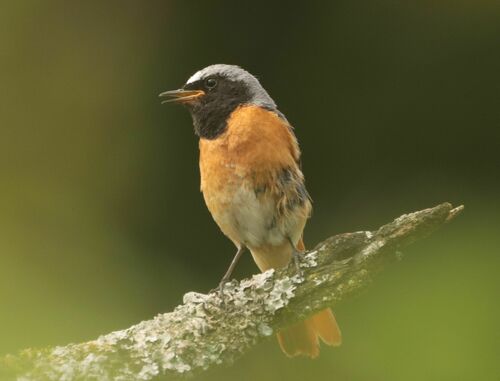 Common redstart