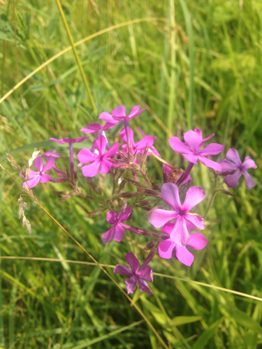 Phlox pilosa ssp. sangamonensis