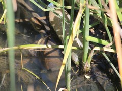 Mauremys leprosa leprosa