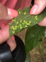 Celticecis spiniformis