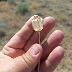 Tulipa lehmanniana, photograph Alexander Dubynin, CC BY, iNaturalist via GBIF