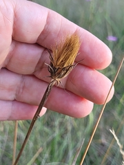 Gelasia villosa, photograph ahabo, CC BY, iNaturalist via GBIF