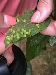 Celticecis spiniformis