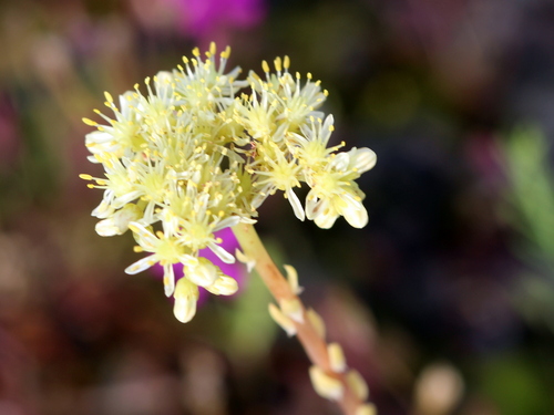 Pale Stonecrop
