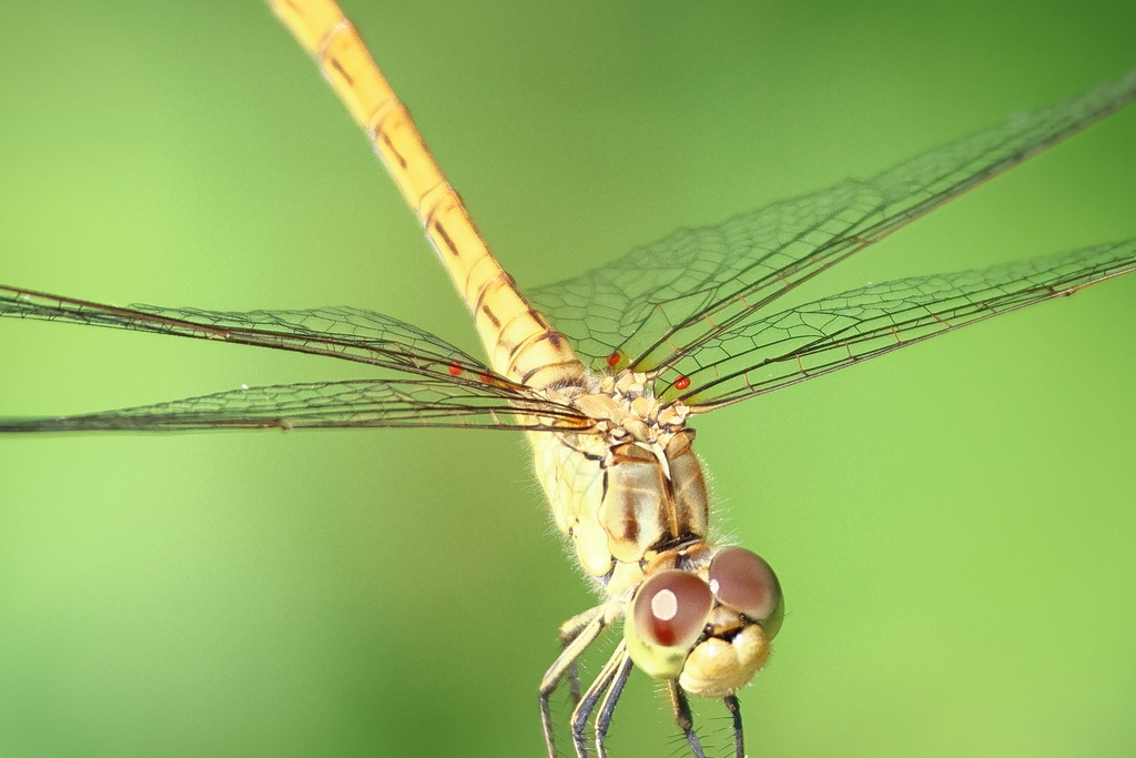 Arrenurus papillator