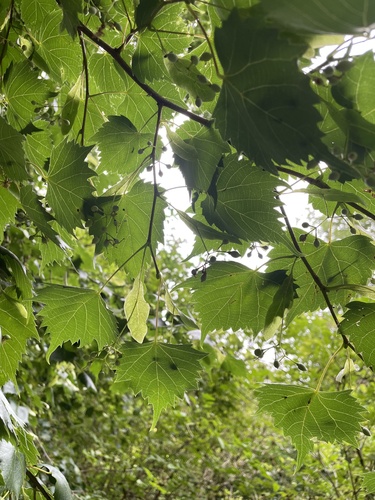 Tilia mongolica