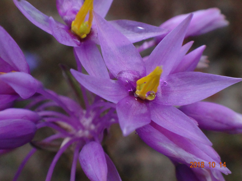 Purple Tassels from Gracetown WA 6284, Australia on October 14, 2018 at ...