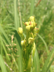Platanthera leucophaea