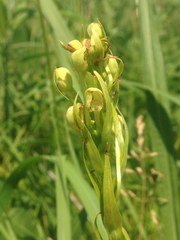 Platanthera leucophaea