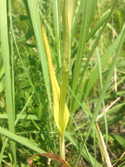 Platanthera leucophaea