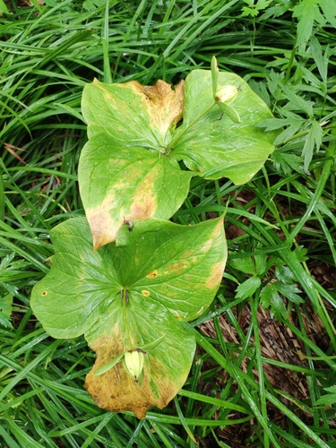 Image of Trillium camschatcense by (c) Dmitry Ivanov, some rights reserved (CC BY)