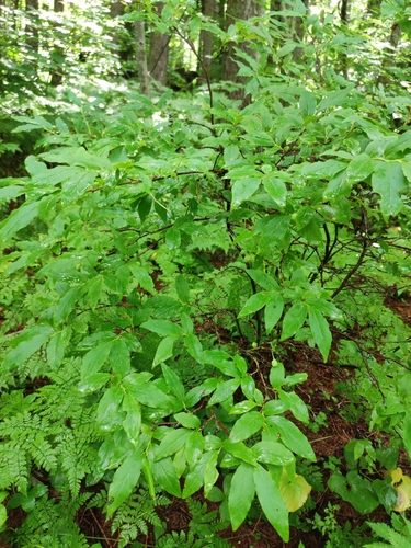 Vaccinium smallii