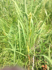 Platanthera leucophaea