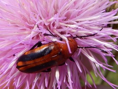 Nemognatha piazata